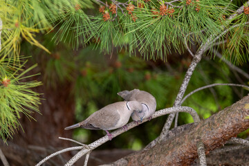 bird on a branch