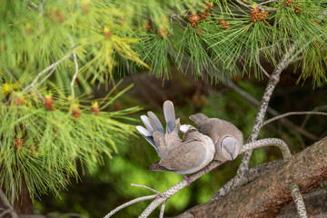 squirrel in the forest