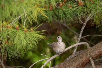 pigeon on a branch