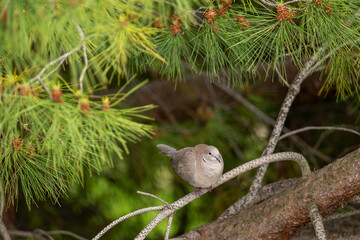 squirrel on a tree