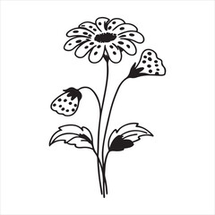 Leopard’s Bane – Bright Yellow Wildflower Illustrations and Spring Garden Visuals