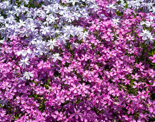 Obraz premium Phlox flowers blooming in vibrant shades of pink and purple in a lush garden with copy space.
