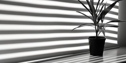 plant in a vase