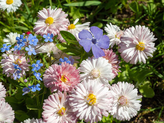 Obraz premium Summer floral landscape featuring daisies, forget-me-nots, and periwinkle blooms in a vibrant garden with copy space.