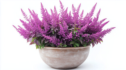 Obraz premium Potted Purple Celosia in Rustic Ceramic Planter
