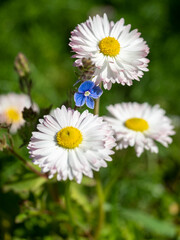 Flower landscape featuring blooming daisies and forget-me-nots in a vibrant garden setting with copy space.