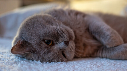 Eine britisch Kurzhaar Katze schläft 