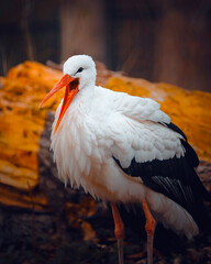 Stork