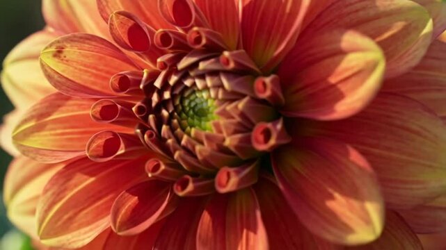 Macro Shot Of A Vibrant Orange Dalia Flower Blossoming In Garden