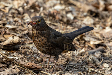 Obraz premium eine Amsel mit Würmern im Schnabel