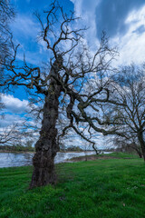 ein alter Baum an einem Ufer