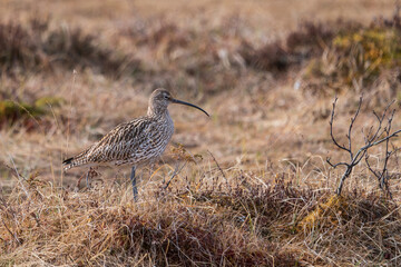 Eurasian curlew or common curlew (Numenius arquata)
