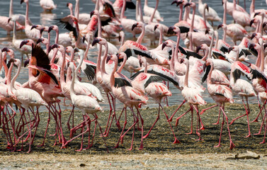 Flamant nain, phoenicopterus minor, Lesser Flamingo, colonie,  parc national du lac Bogoria, Kenya