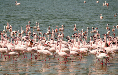Flamant nain, phoenicopterus minor, Lesser Flamingo, colonie,  parc national du lac Bogoria, Kenya