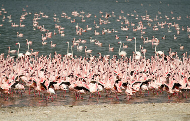 Fototapeta premium Flamant nain, phoenicopterus minor, Lesser Flamingo, colonie, parc national du lac Bogoria, Kenya
