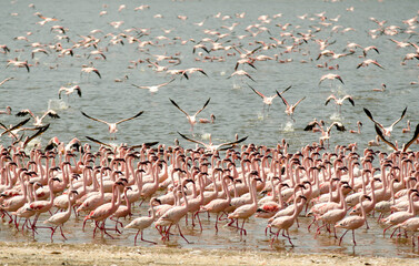 Flamant nain, phoenicopterus minor, Lesser Flamingo, colonie,  parc national du lac Bogoria, Kenya