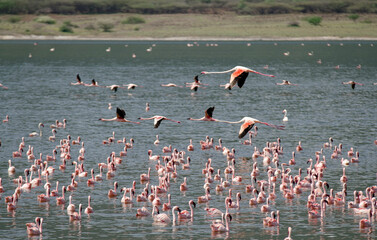 Flamant nain, phoenicopterus minor, Lesser Flamingo, colonie,  parc national du lac Bogoria, Kenya