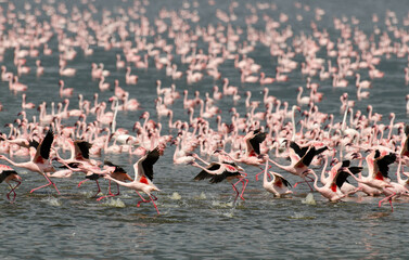 Flamant nain, phoenicopterus minor, Lesser Flamingo, colonie,  parc national du lac Bogoria, Kenya