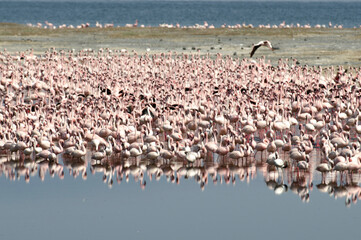 Flamant nain, phoenicopterus minor, Lesser Flamingo, colonie,  parc national du lac Bogoria, Kenya