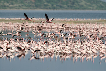 Flamant nain, phoenicopterus minor, Lesser Flamingo, colonie,  parc national du lac Bogoria, Kenya