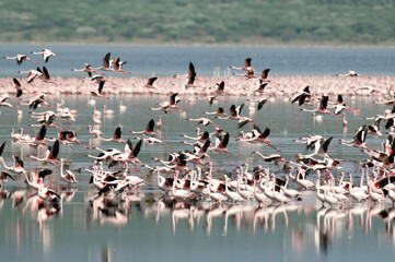 Flamant nain, phoenicopterus minor, Lesser Flamingo, colonie,  parc national du lac Bogoria, Kenya