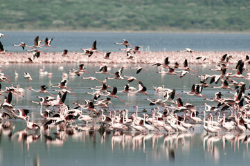 Flamant nain, phoenicopterus minor, Lesser Flamingo, colonie,  parc national du lac Bogoria, Kenya