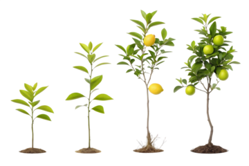 Lemon Tree Growth Stages on Transparent Background