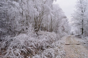 Frosty Forest Path with Hoarfrost-Covered Trees on a Cold Winter Morning