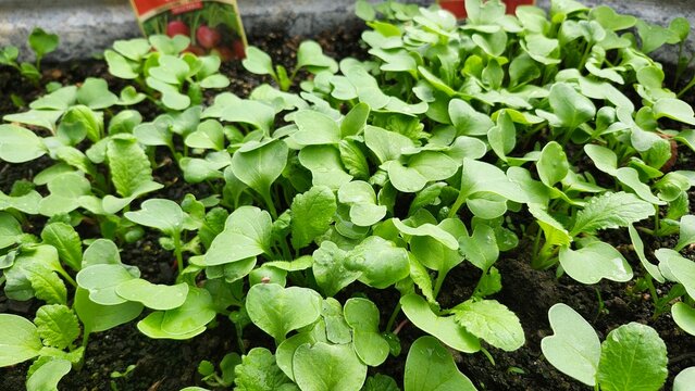 Close-up of young radish seedlings sprouting in moist garden soil. A fresh start to the growing season, ideal for gardening, farming, or organic living themes.
