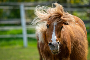 Fototapeta premium Ein Pferd mit wehender Mähne