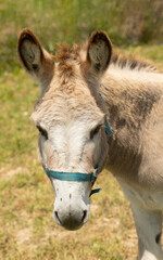 Cute light brown donkey standing on a grassy field under bright sunlight. Rural farm animal wearing...