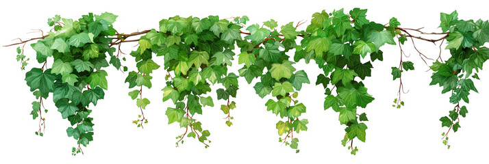 Realistic watercolor painting of lush green ivy plant hanging from a branch