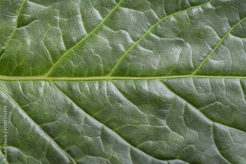 Poster close-up view of leaf surface revealing intricate vein patterns and textures during daylight