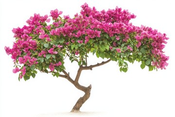 Bougainvillea plant with pink flowers isolated on white background