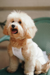 Cute, cheerful, ginger Cavapoo or Cockapoo dog sitting on a chair. A hybrid breed of Cocker Spaniel and Poodle.