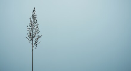 Fototapeta premium Solitude in Stillness: A Minimalist Ode to Nature and Negative Space