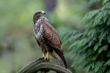 Common Buzzard (Buteo buteo) searching for food in the forest of Noord Brabant in the Netherlands.  
