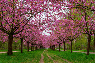 Naklejka premium Kirschblütenallee