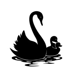 two black swans on the water