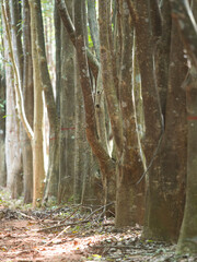 Agarwood tree in the plant,Perfume industry