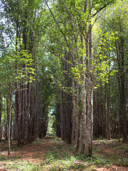 Obraz premium Agarwood tree in the plant,Perfume industry