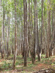 Agarwood tree in the plant,Perfume industry