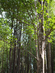 Agarwood tree in the plant,Perfume industry