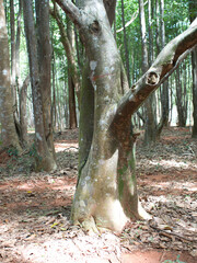 Obraz premium Agarwood tree in the plant,Perfume industry
