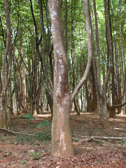 Agarwood tree in the plant,Perfume industry