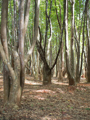Agarwood tree in the plant,Perfume industry