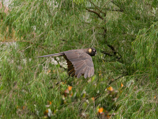 Yellow-tailed Black Cockatoo (Zanda funerea) in flight with weeping willow bokeh background.