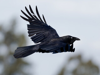 Australian Raven (Corvus coronoides) in flight with bokeh background