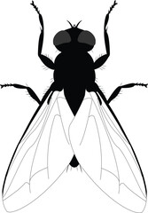 Fly insect graphic icon. Fly sign isolated on white background. Vector illustration.eps