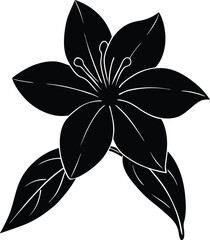 black and white lily
